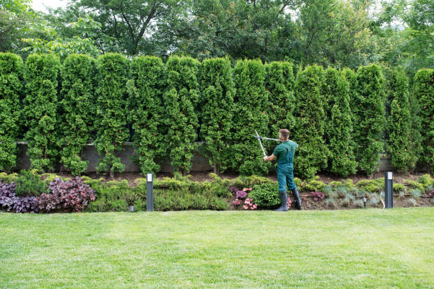  Dalworthington Gardens, TX Tree Removal and Landscaping Services Pros